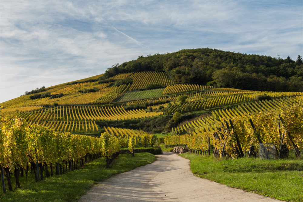 vignoble en Alsace en automne
